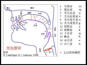 口腔发声图片 宝宝口腔腭裂能发声吗