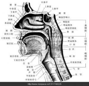 通俗唱法唱歌发声位置 流行唱法唱歌发声位置