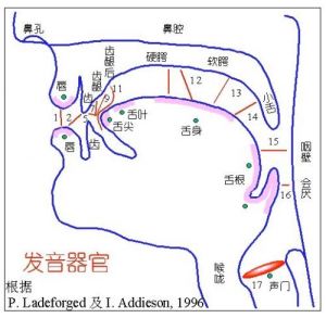 美声发声位置图解 美声的正确发声位置