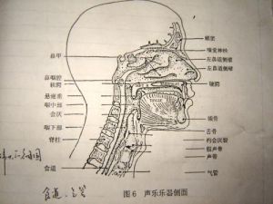 头腔共鸣的气息冲击点 发声共鸣