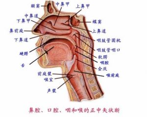 头腔共鸣最明显的歌曲 头腔共鸣训练