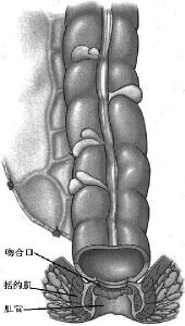 盆腔共鸣是什么梗 盆腔式共鸣发音