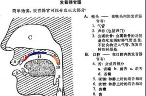 大舌颤音怎么发 得儿哒哒哒弹舌怎么发