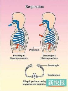 腹式呼吸法初学者怎么做 怎样做到腹式呼吸