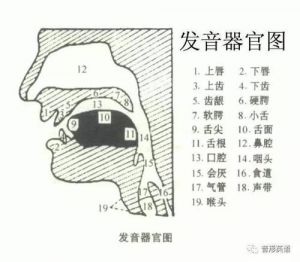 舌颤音教学 德语小舌颤音