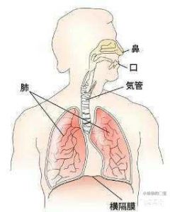 横膈膜的位置图 唱歌横隔膜示意图