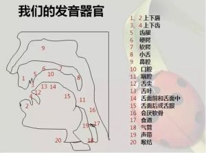 怎么唱假音 发假音感觉喉咙有一堵墙