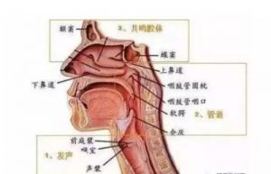 如何练高音 练高音的最有效方法