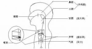 胸腔共鸣练习