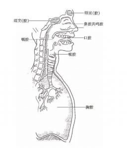 胸腔共鸣往下走吗 如何发出胸腔共鸣