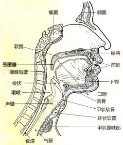 唱歌胸腔共鸣 胸腔共鸣适合唱什么歌