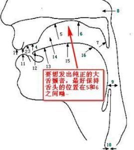 初学如何用胸腔发音 怎样用胸腔发音