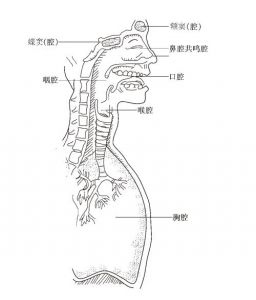 怎样练胸腔共鸣 哪些歌可以练胸腔共鸣