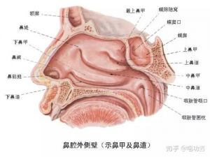 胸腔共鸣最正确的感觉 怎么判断是否胸腔共鸣