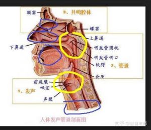 唱歌怎么打开口腔共鸣 唱歌打开口腔训练