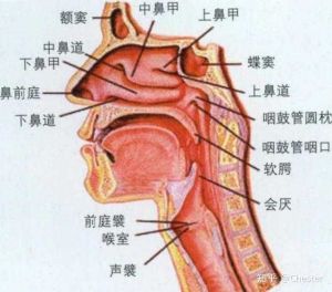 鼻腔共鸣怎么唱高音 感冒唱歌鼻腔共鸣