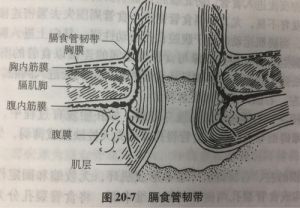 胸腔共鸣的作用 共鸣的作用