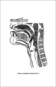 胸腔共鸣是什么意思 一分钟学会胸腔发音