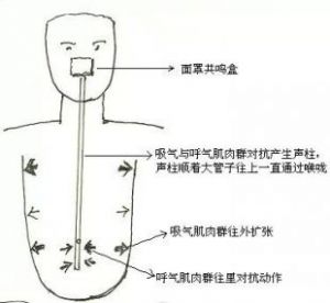 美声唱法共鸣 什么嗓子适合唱美声