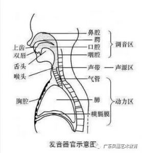 播音主持口腔共鸣的训练 播音与主持应用什么共鸣方式