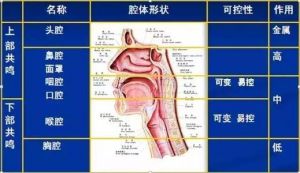 咽腔共鸣属于高位置 如何感受到咽腔共鸣