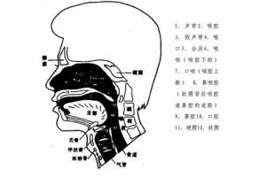 口腔咽腔的位置 口腔位置图