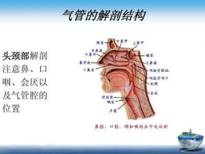 咽腔的位置 咽腔在哪里