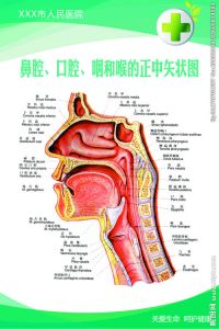 鼻腔唱法教学 157鼻腔压声教学