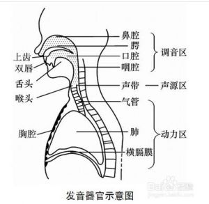 练习头声 头声