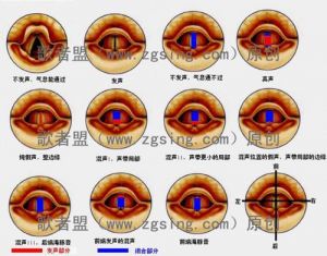 混声声带状态 混声唱法怎么练