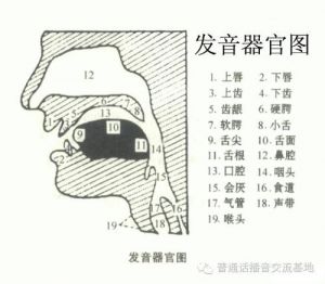 唱歌口腔状态是什么样 歌唱口腔里怎么运作的