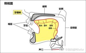 如何练口腔共鸣 怎样打开口腔共鸣唱歌