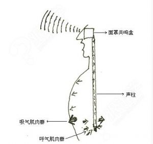 胸腔共鸣训练 说话胸腔共鸣