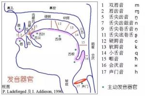 高音发声位置低音换声区 低音发声技巧