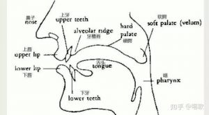 歌唱中的开口音都有哪些 电影老师好中歌唱水平固然重要