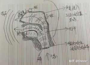 男声有假声吗 如何用假声唱歌