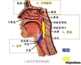 假音怎么练 怎么分辨自己真声假声