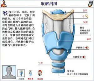 高喉位 说话喉位高