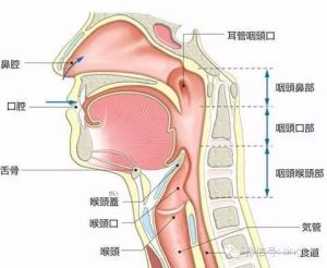 如何打开嗓子唱歌 喝酒吹瓶如何打开喉咙