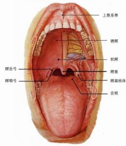 把假音唱实了要闭合声带吗 假音声带闭合