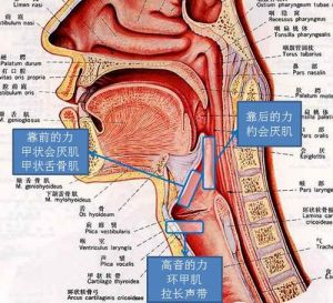 民族唱法怎么发声 声乐民族唱法