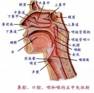 假声加头腔共鸣就是混声 怎样练头腔共鸣视频