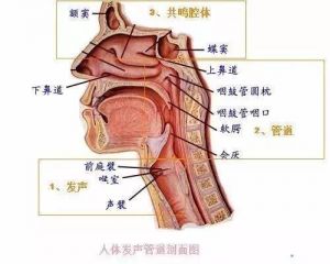 唱假音的时候喉咙发不出声 假音发不出声