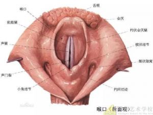 假声高位置 找到假声的发声位置