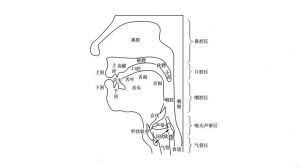 音调提升指南：呼吸发音与实践