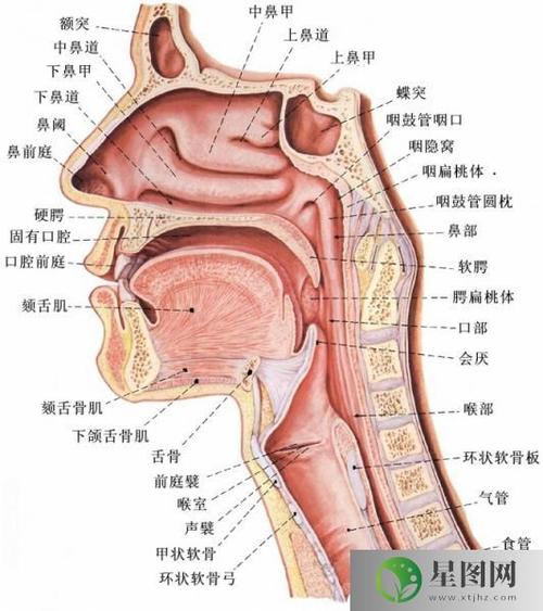 青少年变声期应对策略：保护声带，健康过渡成长关键期