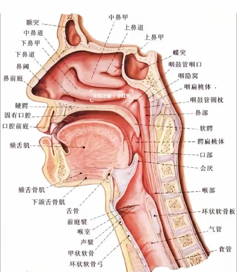 人体发音器官结构图解析