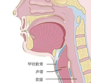 声带术后嗓音恢复训练步骤全解析