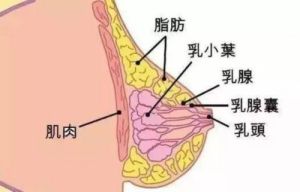 胸部突然变大的7大原因及应对指南