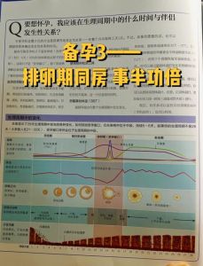 排卵日次日同房怀孕概率分析